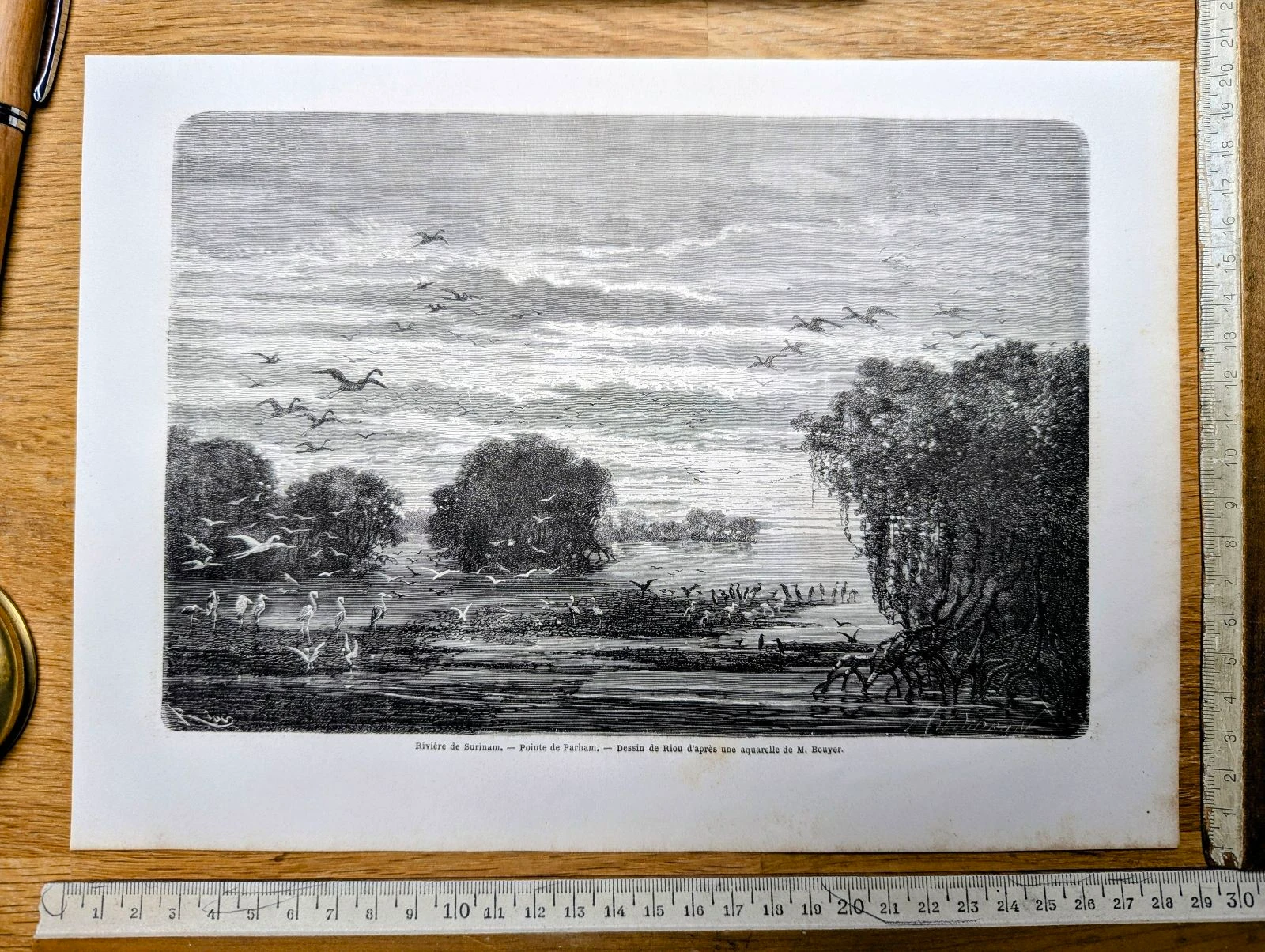 Rivière de Surinam, Parham. Illustration imprimée en 1866.